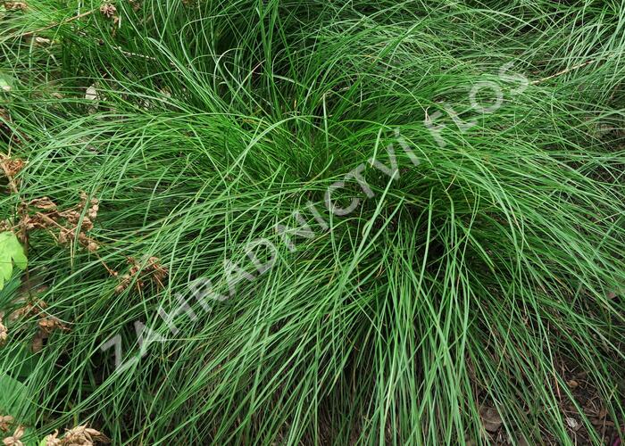 Ostřice nízká - Carex humilis (F)
