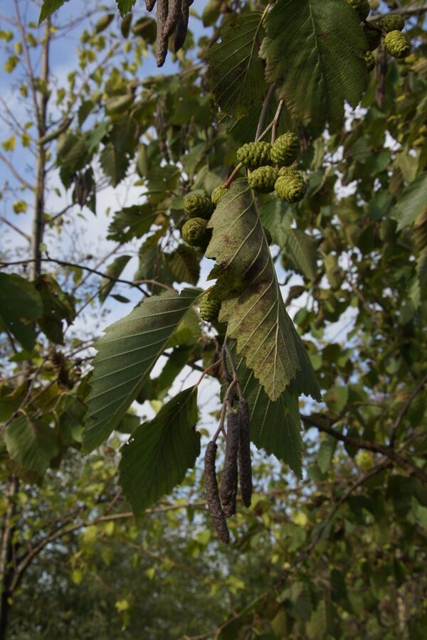 Olše šedá - Alnus incana