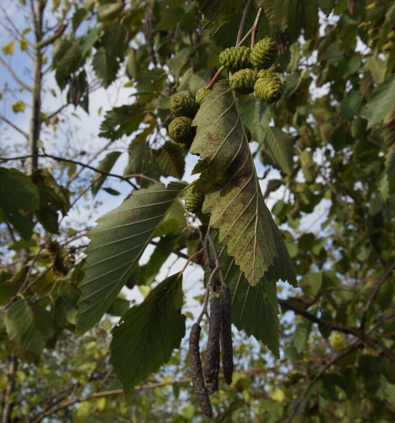 Olše šedá - Alnus incana