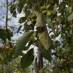 Olše šedá - Alnus incana