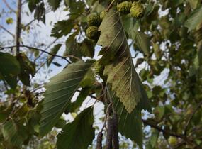 Olše šedá - Alnus incana