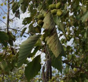 Olše šedá - Alnus incana