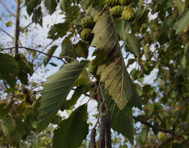 Olše šedá - Alnus incana