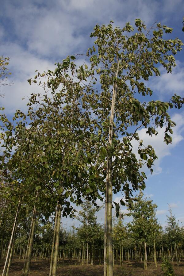 Olše šedá - Alnus incana