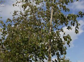 Olše šedá - Alnus incana