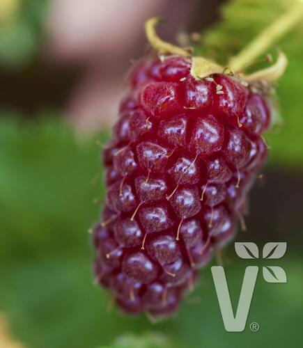 Malinoostružiník 'Medana' - Rubus hybridus 'Medana'