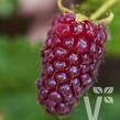 Malinoostružiník 'Medana' - Rubus hybridus 'Medana'