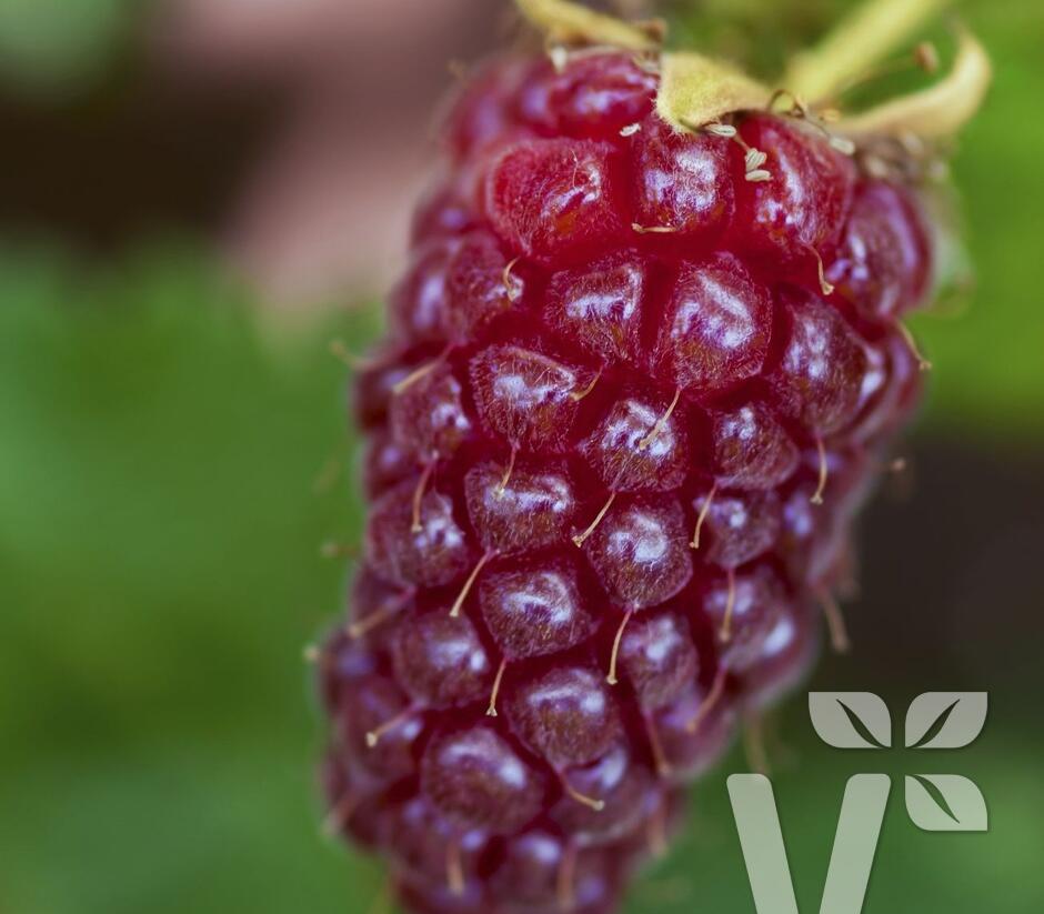 Malinoostružiník jednouplodící 'Medana' - Rubus hybridus 'Medana'