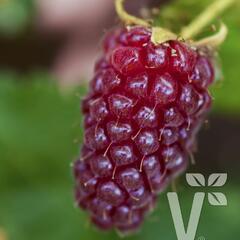 Malinoostružina 'Medana' - Rubus hybridus 'Medana'