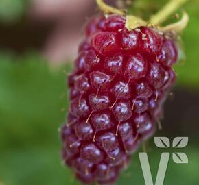 Malinoostružiník 'Medana' - Rubus hybridus 'Medana'