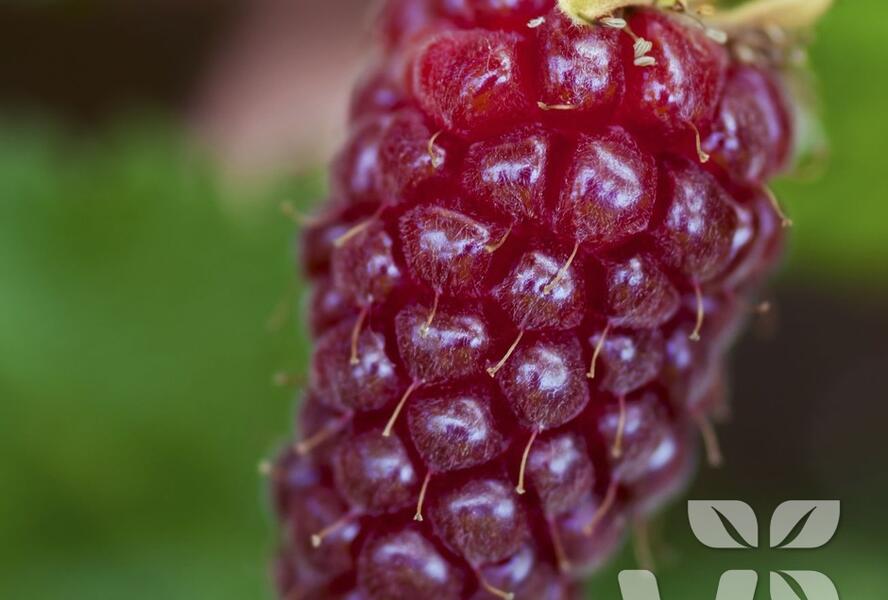 Malinoostružiník jednouplodící 'Medana' - Rubus hybridus 'Medana'