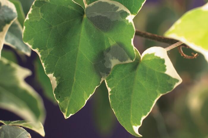 Břečťan popínavý 'Glacier' - Hedera helix 'Glacier'