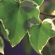 Břečťan popínavý 'Glacier' - Hedera helix 'Glacier'