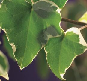 Břečťan popínavý 'Glacier' - Hedera helix 'Glacier'