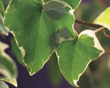 Břečťan popínavý 'Glacier'