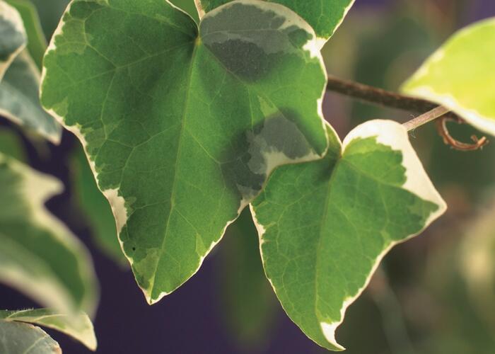 Břečťan popínavý 'Glacier' - Hedera helix 'Glacier'