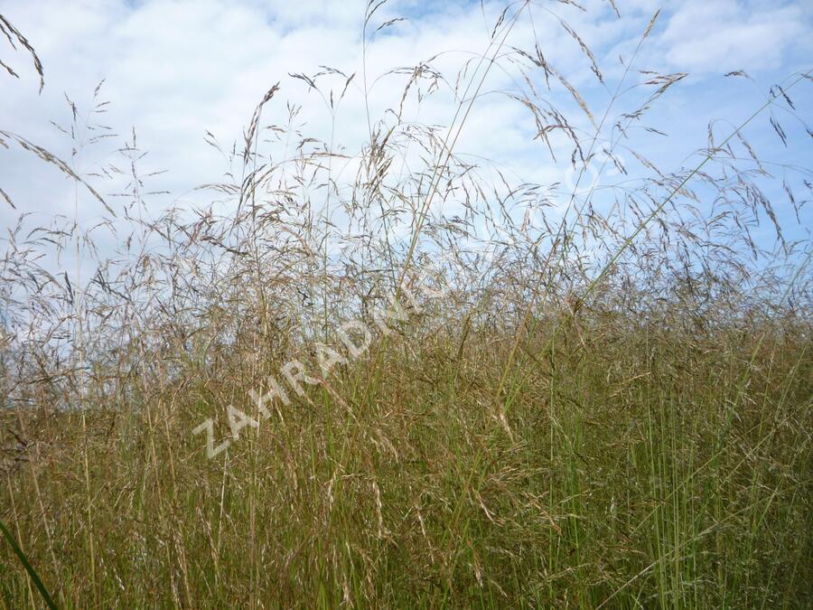 Metlice trsnatá 'Northern Lights' - Deschampsia caespitosa 'Northern Lights'