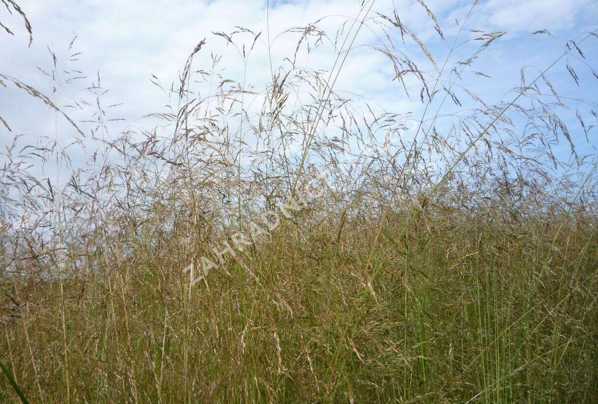 Metlice trsnatá 'Northern Lights' - Deschampsia caespitosa 'Northern Lights'