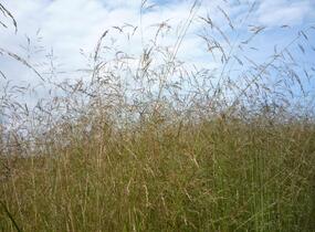 Metlice trsnatá 'Northern Lights' - Deschampsia caespitosa 'Northern Lights'