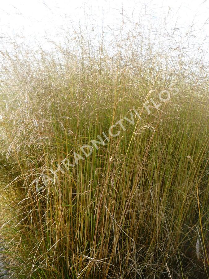 Metlice trsnatá 'Northern Lights' - Deschampsia caespitosa 'Northern Lights'