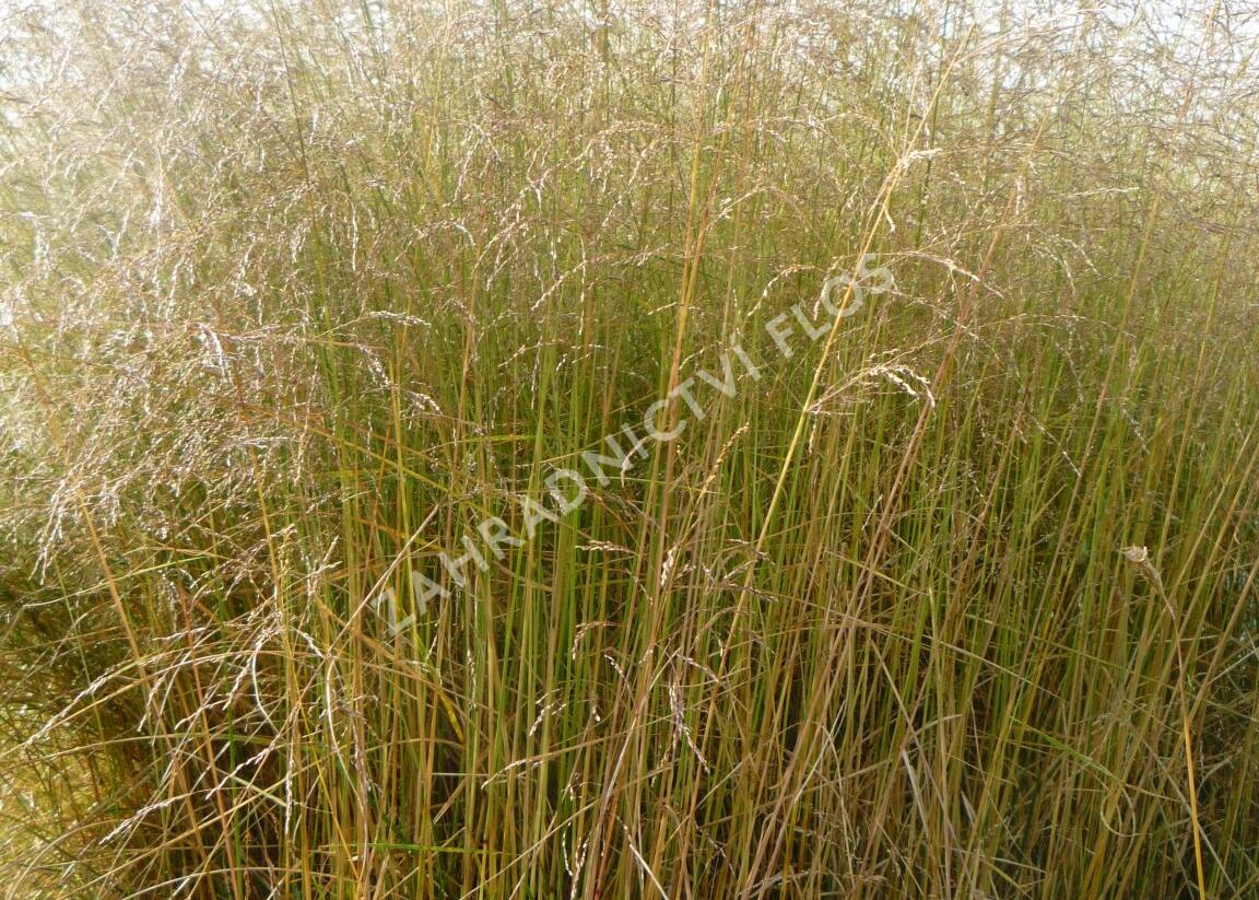 Metlice trsnatá 'Northern Lights' - Deschampsia caespitosa 'Northern Lights'