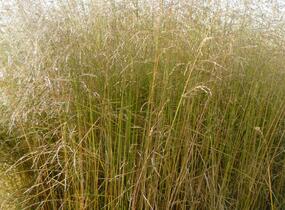 Metlice trsnatá 'Northern Lights' - Deschampsia caespitosa 'Northern Lights'