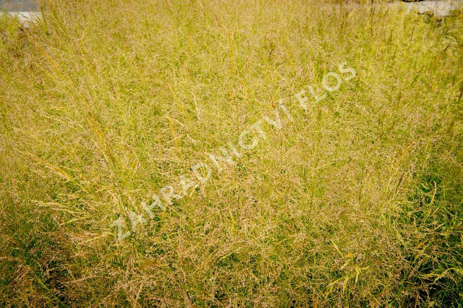 Metlice trsnatá 'Northern Lights' - Deschampsia caespitosa 'Northern Lights'