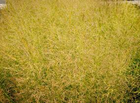 Metlice trsnatá 'Northern Lights' - Deschampsia caespitosa 'Northern Lights'