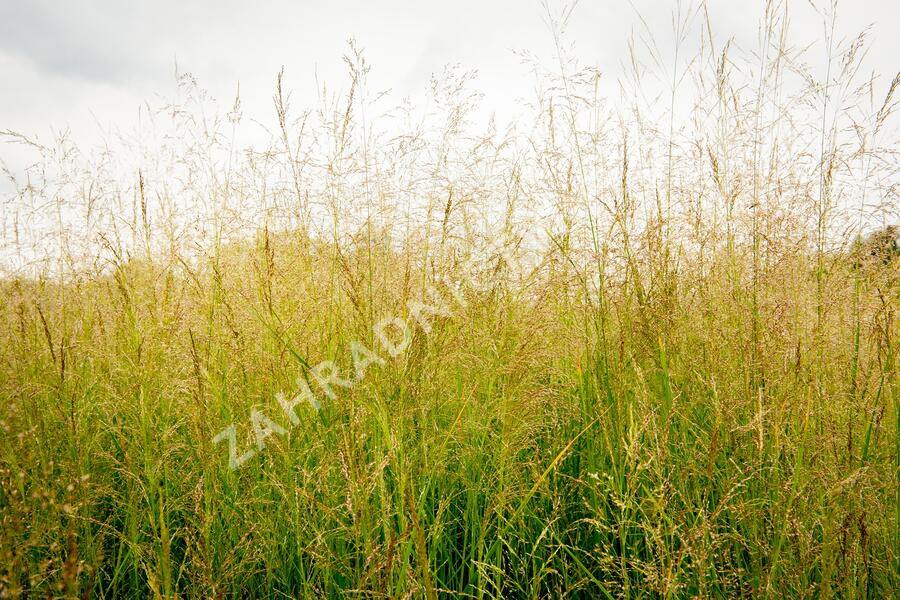 Metlice trsnatá 'Northern Lights' - Deschampsia caespitosa 'Northern Lights'