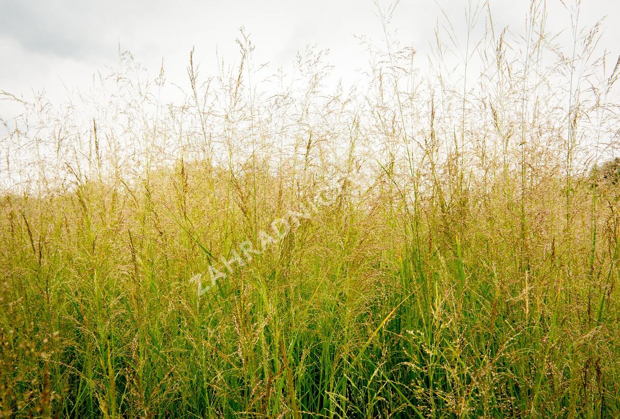 Metlice trsnatá 'Northern Lights' - Deschampsia caespitosa 'Northern Lights'