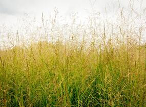 Metlice trsnatá 'Northern Lights' - Deschampsia caespitosa 'Northern Lights'