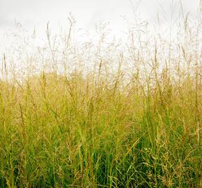 Metlice trsnatá 'Northern Lights'