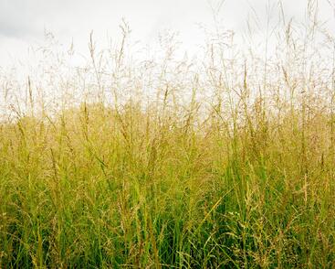 Metlice trsnatá 'Northern Lights'