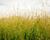Metlice trsnatá 'Northern Lights'