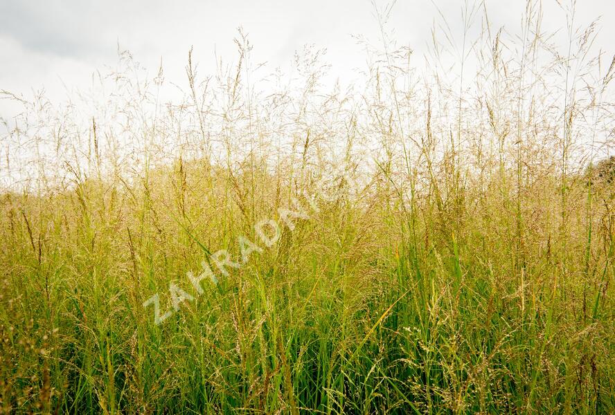 Metlice trsnatá 'Northern Lights' - Deschampsia caespitosa 'Northern Lights'