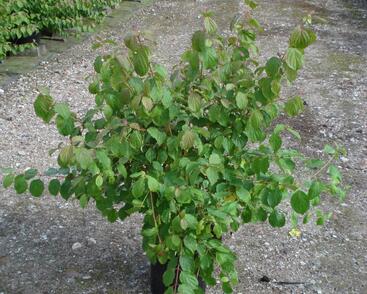 Svída krvavá 'Midwinter Fire'