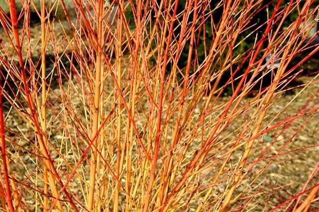 Svída krvavá 'Midwinter Fire' - Cornus sanguinea 'Midwinter Fire'