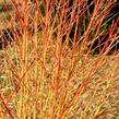 Svída krvavá 'Midwinter Fire' - Cornus sanguinea 'Midwinter Fire'