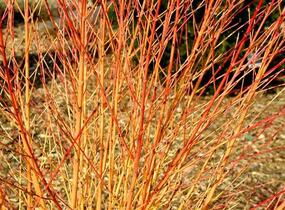 Svída krvavá 'Midwinter Fire' - Cornus sanguinea 'Midwinter Fire'