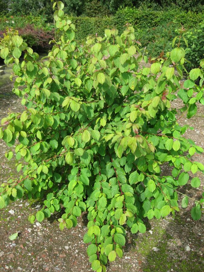 Svída krvavá 'Midwinter Fire' - Cornus sanguinea 'Midwinter Fire'