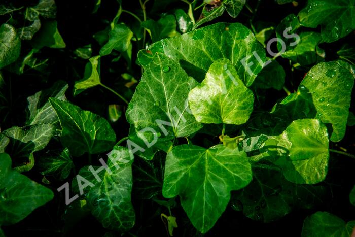 Břečťan popínavý 'Green Wonder' - Hedera helix 'Green Wonder'