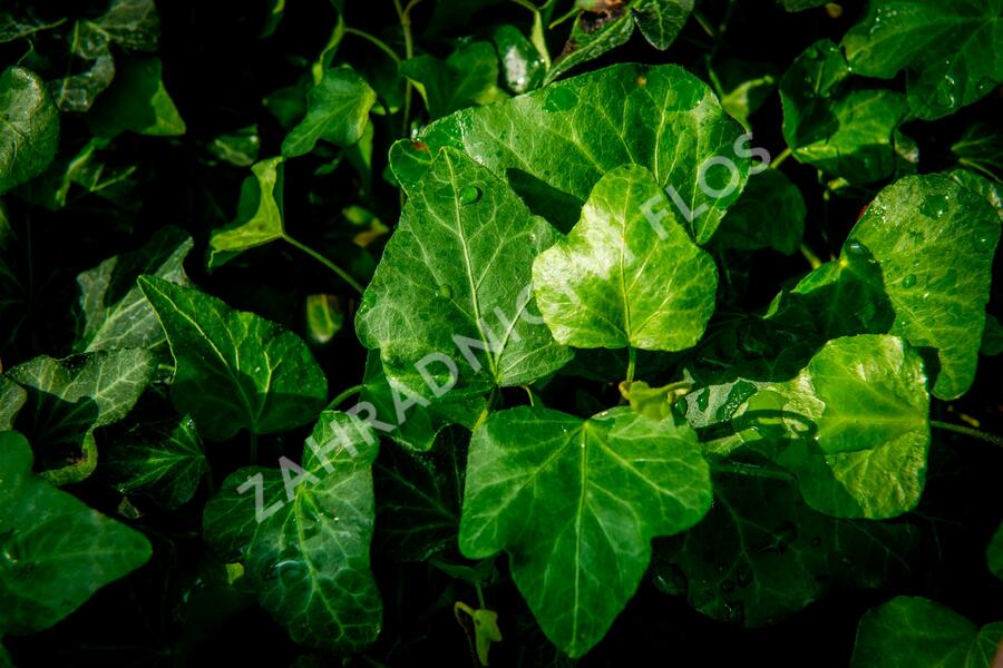 Břečťan popínavý 'Green Wonder' - Hedera helix 'Green Wonder'