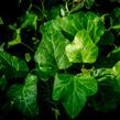 Břečťan popínavý 'Green Wonder' - Hedera helix 'Green Wonder'