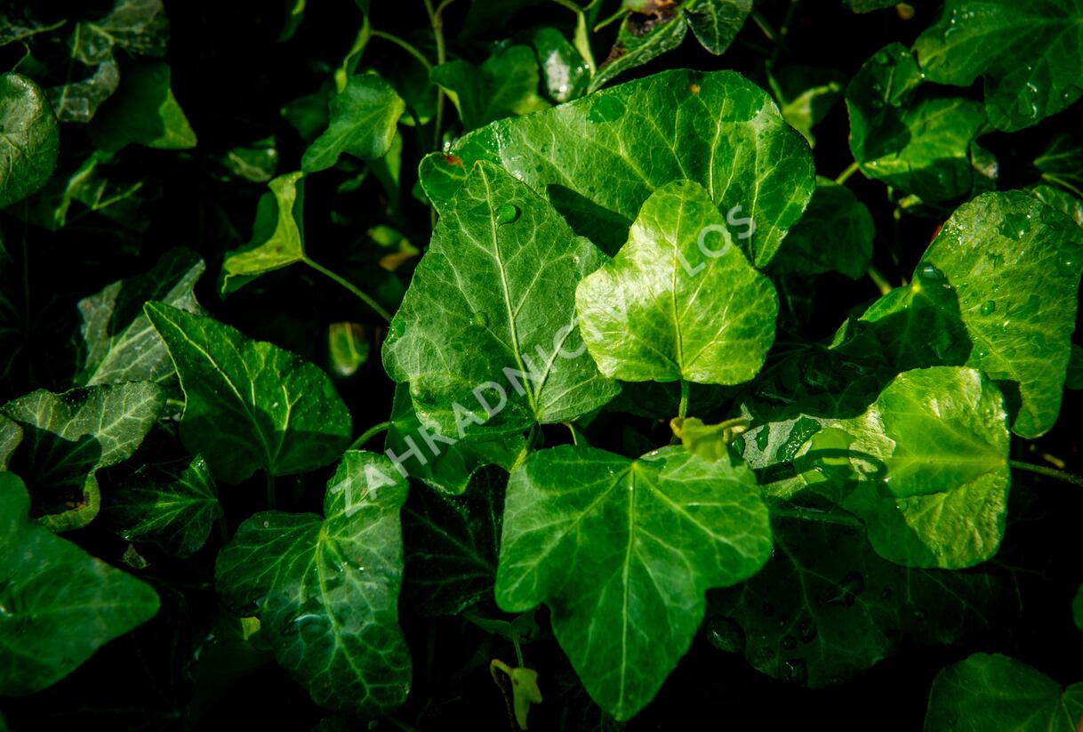 Břečťan popínavý 'Green Wonder' - Hedera helix 'Green Wonder'