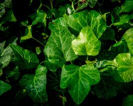 Břečťan popínavý 'Green Wonder'