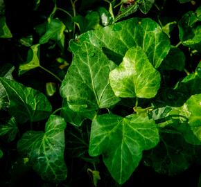 Břečťan popínavý 'Green Wonder' - Hedera helix 'Green Wonder'