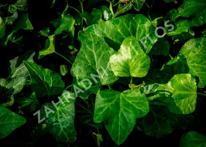 Břečťan popínavý 'Green Wonder' - Hedera helix 'Green Wonder'