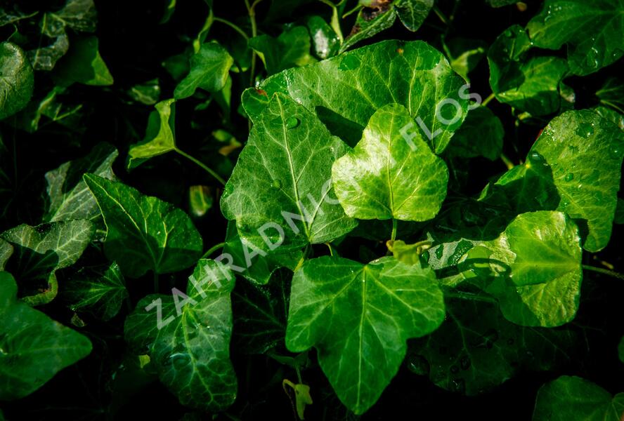 Břečťan popínavý 'Green Wonder' - Hedera helix 'Green Wonder'