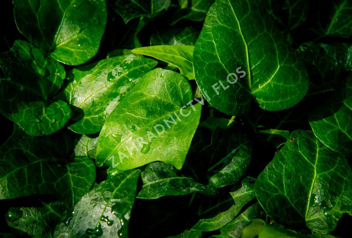 Břečťan popínavý 'Mein Herz' - Hedera helix 'Mein Herz'