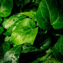 Břečťan popínavý 'Mein Herz' - Hedera helix 'Mein Herz'